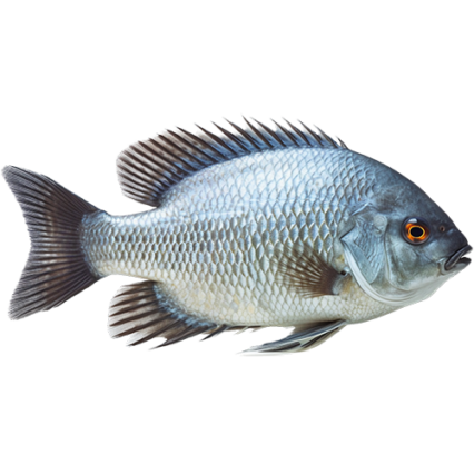Aquatique